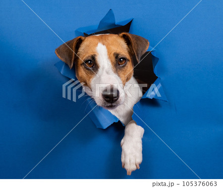 Funny dog jack russell terrier climbs out of a paper blue background breaking a hole in it.  105376063