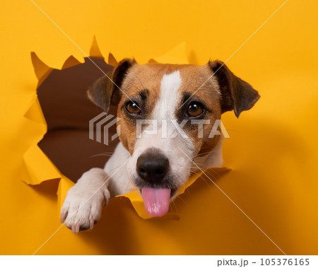 Licking jack russell terrier comes out of a paper orange background tearing it. Licking jack russell terrier comes out of a paper orange background tearing it. 105376165
