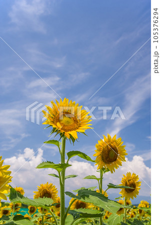 【夏イメージ・暑中見舞い】ひまわりと夏空 【夏イメージ・暑中見舞い】ひまわりと夏空 105376294