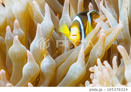 南伊豆ヒリゾ浜のかわいいクマノミの幼魚 105376324