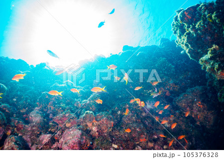 南伊豆ヒリゾ浜の綺麗なキンギョハナダイ他の群れ 105376328