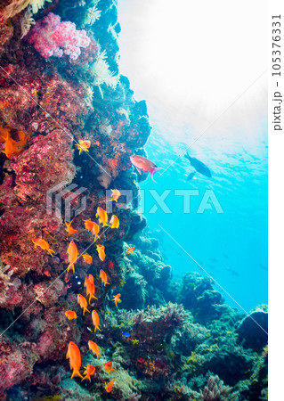 南伊豆ヒリゾ浜の綺麗なキンギョハナダイ他の群れ 105376331