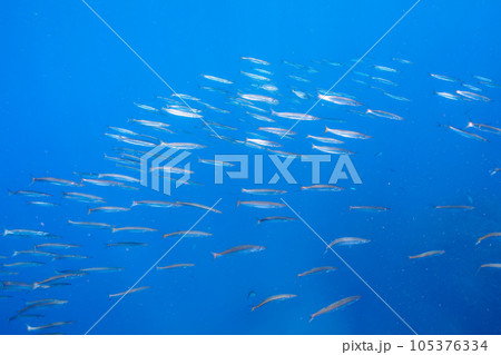 南伊豆ヒリゾ浜の綺麗なタイワンカマスの群れ 南伊豆ヒリゾ浜の綺麗なタイワンカマスの群れ 105376334