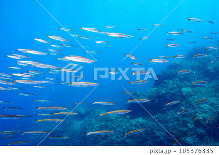 南伊豆ヒリゾ浜の綺麗なタイワンカマスの群れ 105376335