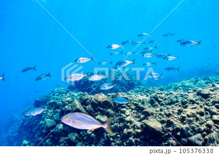 南伊豆ヒリゾ浜のキビナゴの大群を狙うカンパチの群れ 105376338