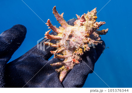 南伊豆ヒリゾ浜の綺麗なセンジュモドキガイ 南伊豆ヒリゾ浜の綺麗なセンジュモドキガイ 105376344