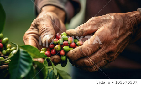 close up hands farmer harvesting arabica coffee bean 105376587