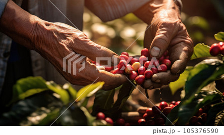 close up hands farmer harvesting arabica coffee bean 105376590
