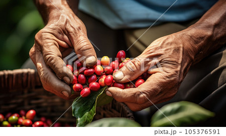 close up hands farmer harvesting arabica coffee bean 105376591