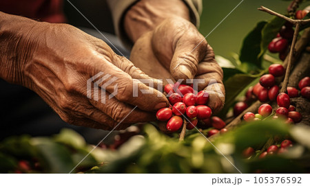 close up hands farmer harvesting arabica coffee bean red cherry 105376592