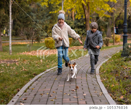 Brother and sister walk the dog in the park in autumn. Boy and girl running with jack russell terrier on a leash.  105376816