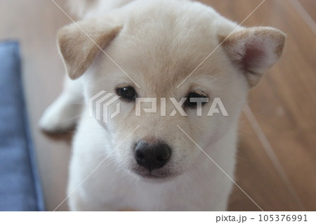 赤ちゃん白柴犬 赤ちゃん白柴犬 105376991