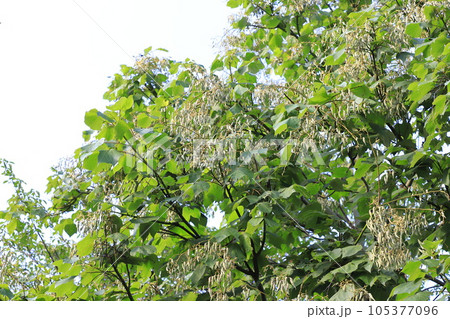 たくさん実った青桐(アオギリ)の種子 たくさん実った青桐(アオギリ)の種子 105377096