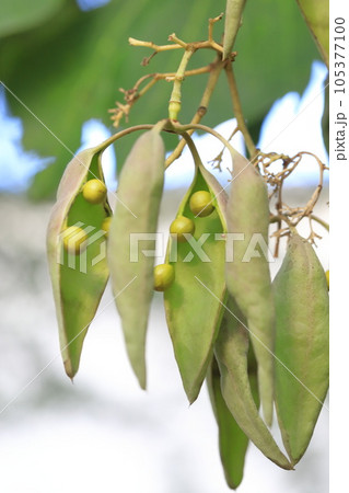 たくさん実った青桐(アオギリ)の種子 たくさん実った青桐(アオギリ)の種子 105377100