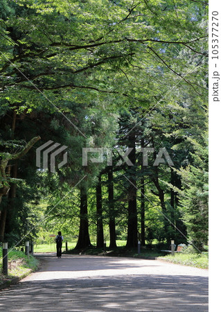 梅雨明けの植物園 105377270