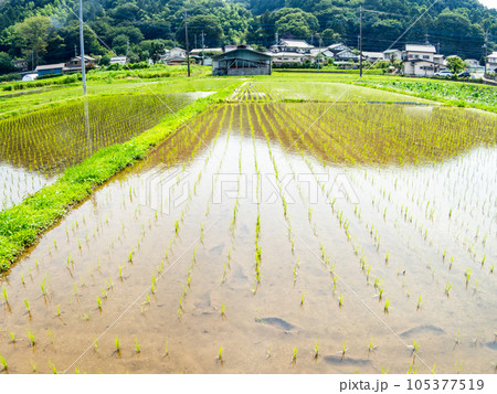 田植え後の水田の美しい景色　東京・多摩八王子の原風景 105377519