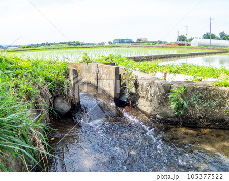 田植え後の水田の美しい景色 東京・多摩八王子の原風景 田植え後の水田の美しい景色 東京・多摩八王子の原風景 105377522