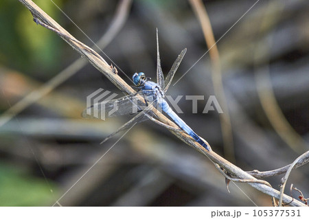 枝にとまるシオカラトンボ 105377531