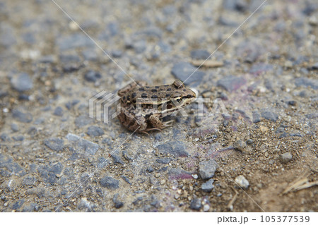冬眠から目覚めたヒキガエル 105377539
