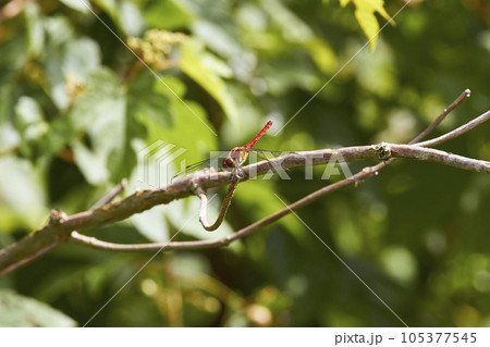 枝にとまる赤トンボ 枝にとまる赤トンボ 105377545