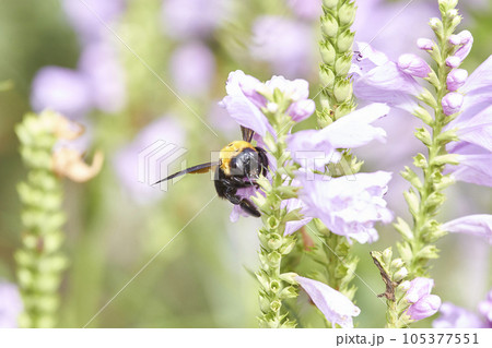 ラベンダーの花の蜜を吸うクマバチ 105377551