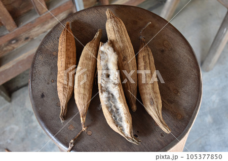 カポック　綿の実  105377850