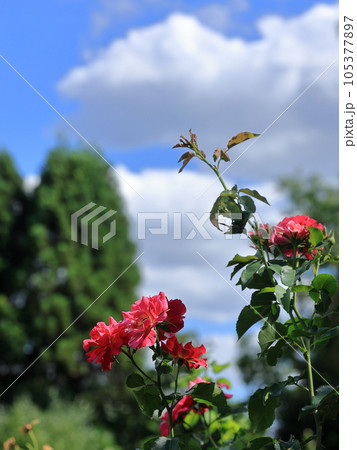 梅雨明けの植物園 105377897