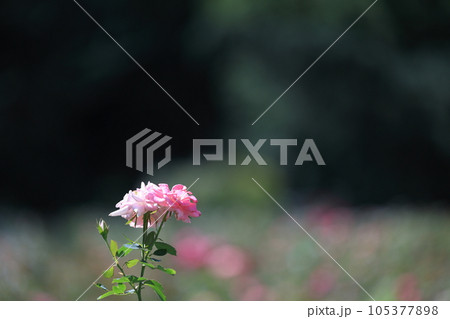梅雨明けの植物園 105377898