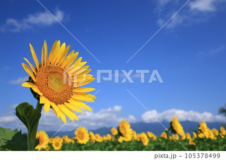 琵琶湖畔のひまわり畑 105378499