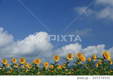 琵琶湖畔のひまわり畑 105378502