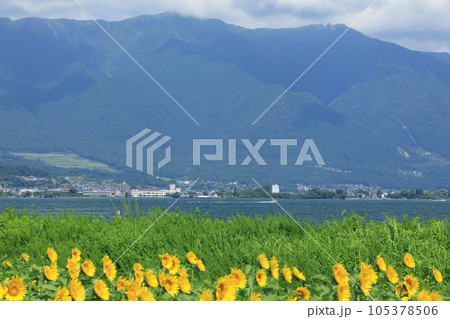 琵琶湖畔のひまわり畑 105378506