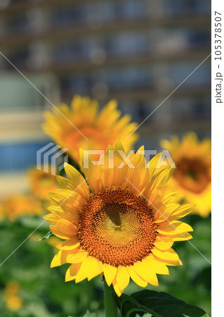 琵琶湖畔のひまわり畑 105378507