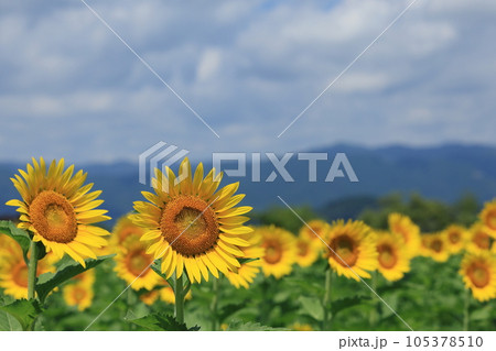 琵琶湖畔のひまわり畑 105378510
