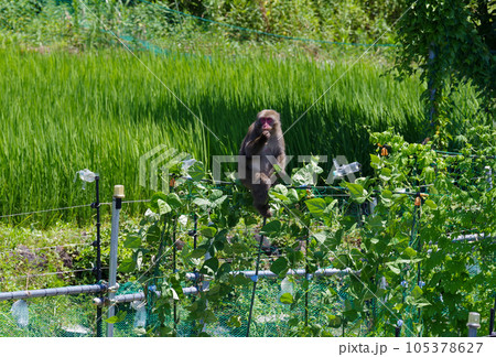 畑の農作物を食べるニホンザル 畑の農作物を食べるニホンザル 105378627