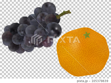 “葡萄”新先鋒和“早稻田蜜柑” 105378639