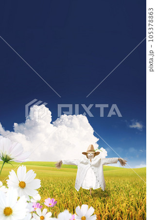 A scarecrow and cosmos in a yellow field where rice ears are ripening, a clear blue sky and clouds, autumn landscape and Chuseok background A scarecrow and cosmos in a yellow field where rice ears are ripening, a clear blue sky and clouds, autumn landscape and Chuseok background 105378863