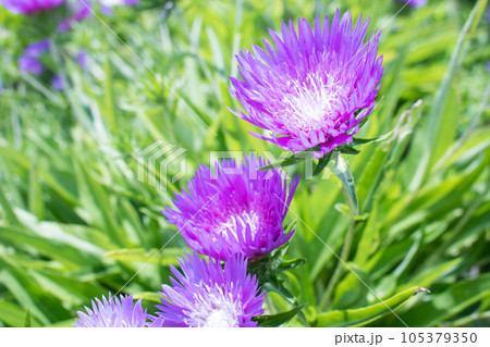 可憐で爽やかな紫の花 ストケシア 可憐で爽やかな紫の花 ストケシア 105379350