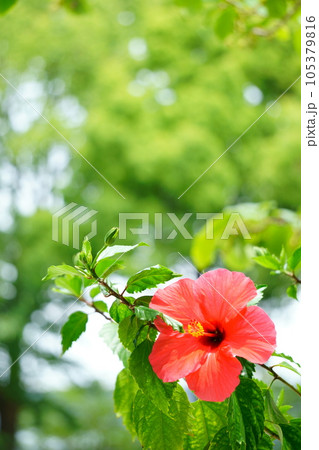 陽ざしを浴びる赤いハイビスカス 105379816