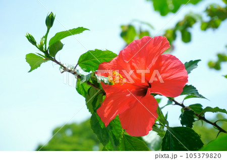 青空に向けて咲く赤いハイビスカス　2 105379820