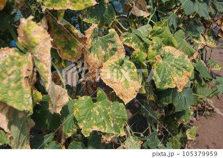 猛暑で枯れたキュウリの葉 猛暑で枯れたキュウリの葉 105379959