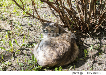 Gray stray cat sleeping under a bush Gray stray cat sleeping under a bush 105380026