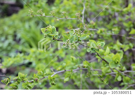 Young green leaves on a bush branches Young green leaves on a bush branches 105380051