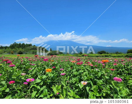 花畑は一面の百日草 花畑は一面の百日草 105380361