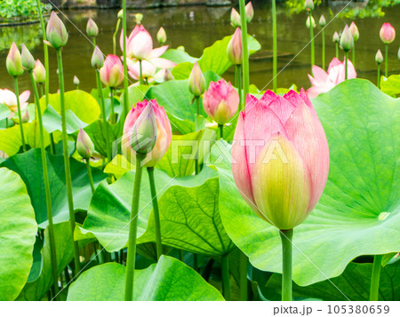 初夏の朝の景色　美しく咲いたハスの花 105380659