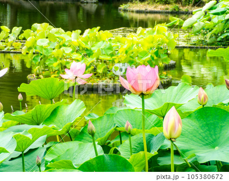 初夏の朝の景色 美しく咲いたハスの花 初夏の朝の景色 美しく咲いたハスの花 105380672