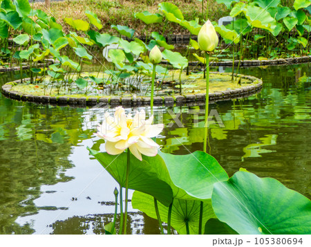 初夏の朝の景色 美しく咲いたハスの花 初夏の朝の景色 美しく咲いたハスの花 105380694