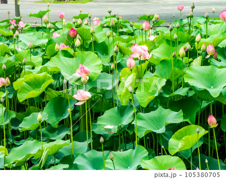 初夏の朝の景色　美しく咲いたハスの花 105380705