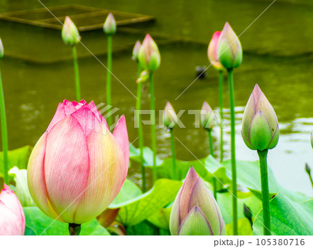初夏の朝の景色　美しく咲いたハスの花 105380716