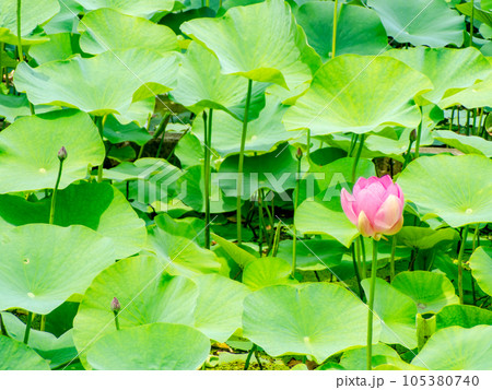 初夏の朝の景色　美しく咲いたハスの花 105380740
