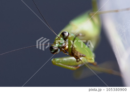カマキリ 蟷螂 かまきり 105380900